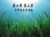 10.2++水中的藻类植物++课件-2023-2024学年苏科版生物七年级下册