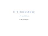 7.2.1++基因控制生物的性状++课件-2023-2024学年人教版生物八年级下册