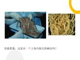 5.1.2+线形动物和环节动物课件2023-2024学年人教版生物八年级上册