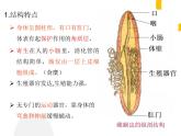 5.1.2+线形动物和环节动物课件2023-2024学年人教版生物八年级上册