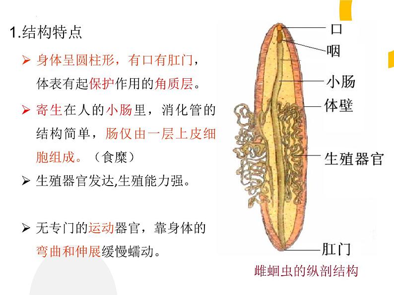 5.1.2+线形动物和环节动物课件2023-2024学年人教版生物八年级上册04