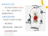 5.1.2+线形动物和环节动物课件2023-2024学年人教版生物八年级上册