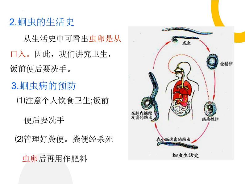 5.1.2+线形动物和环节动物课件2023-2024学年人教版生物八年级上册05