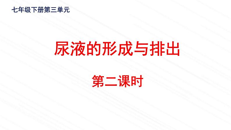 4.1尿液的形成与排出第2课时-课件2023-2024学年济南版生物七年级下册02