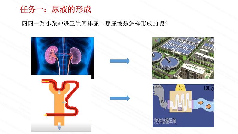 4.1尿液的形成与排出第2课时-课件2023-2024学年济南版生物七年级下册05