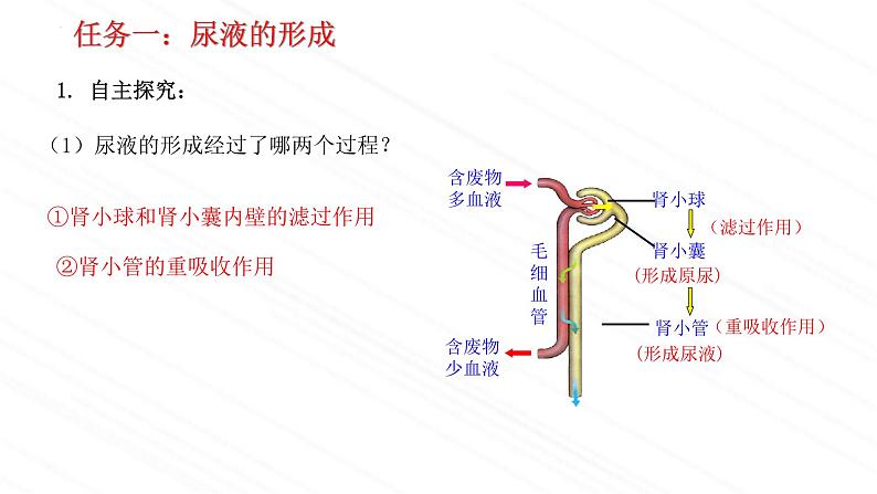 4.1尿液的形成与排出第2课时-课件2023-2024学年济南版生物七年级下册07