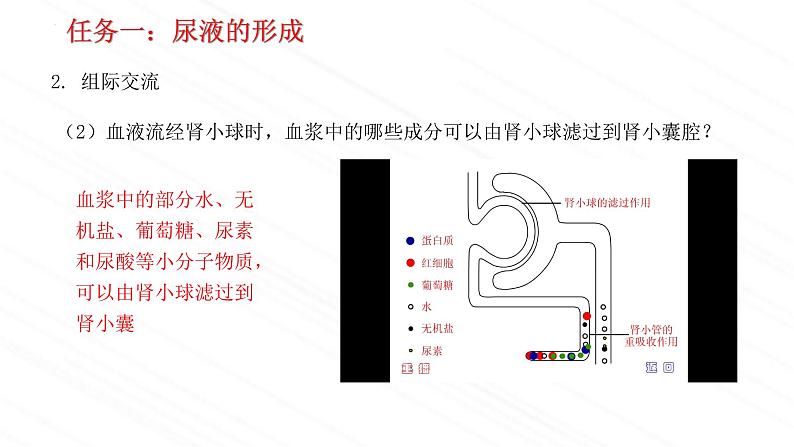 4.1尿液的形成与排出第2课时-课件2023-2024学年济南版生物七年级下册08