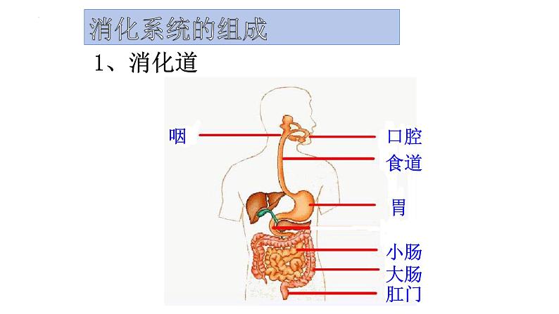 4.2.2消化和吸收课件2023--2024学年人教版生物七年级下册第5页