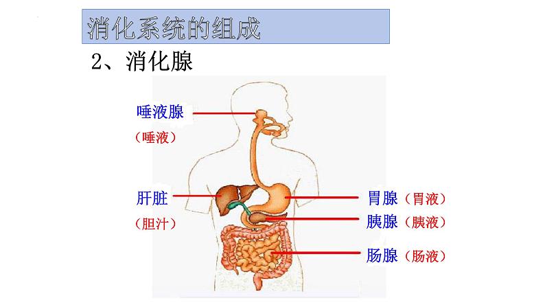 4.2.2消化和吸收课件2023--2024学年人教版生物七年级下册第6页