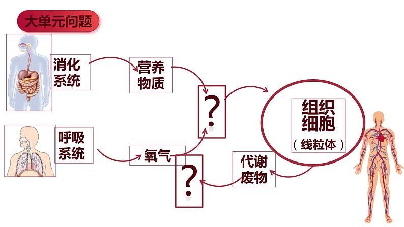 初中生物 人教版  七年级下册 4.2血流的管道——血管  课件第2页