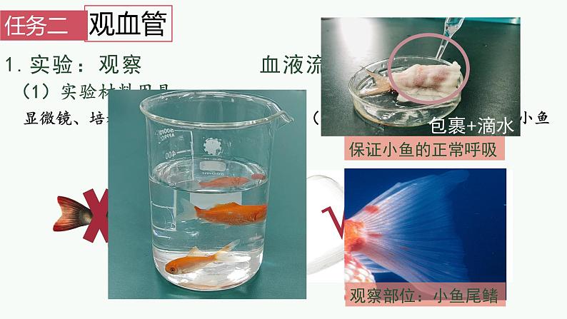 初中生物 人教版  七年级下册 4.2血流的管道——血管  课件第6页