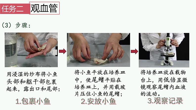 初中生物 人教版  七年级下册 4.2血流的管道——血管  课件第7页