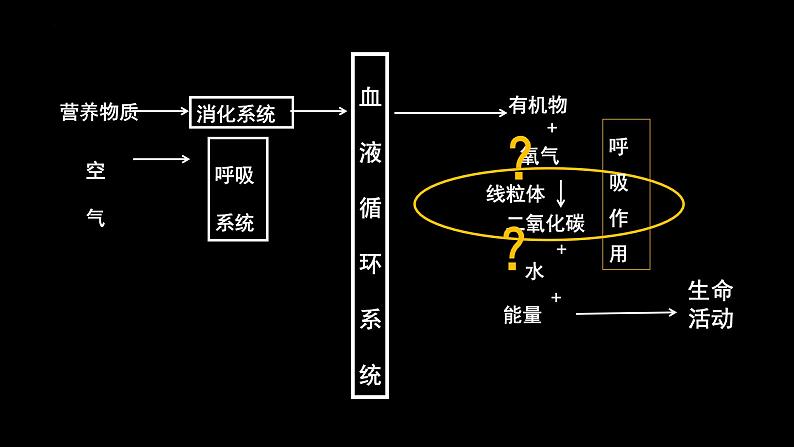 2024年生物中考一轮复习课件：主题五++人体生理与健康（三）第2页