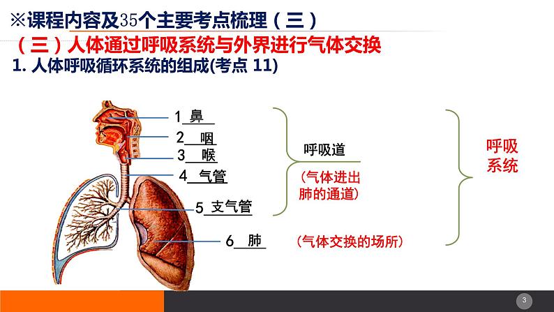 2024年生物中考一轮复习课件：主题五++人体生理与健康（三）第3页