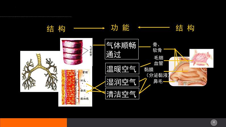 2024年生物中考一轮复习课件：主题五++人体生理与健康（三）第4页