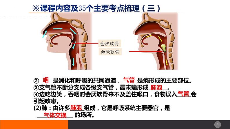 2024年生物中考一轮复习课件：主题五++人体生理与健康（三）第6页