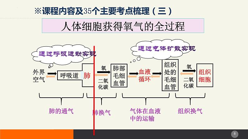 2024年生物中考一轮复习课件：主题五++人体生理与健康（三）第8页