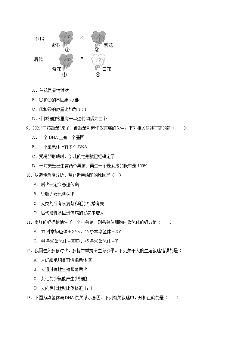 2023-2024学年苏科版八年级生物下册第22章《生物的遗传与变异》检测卷（含答案解析）03