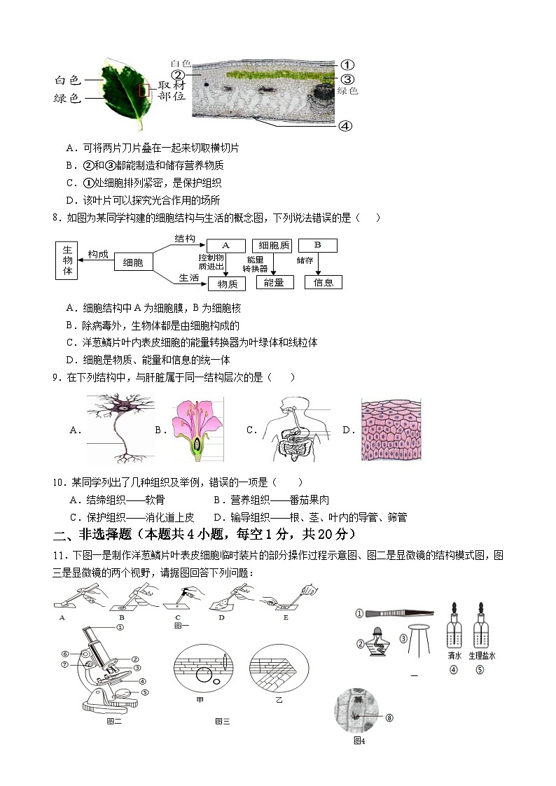 江苏省徐州市2023-2024学年七年级下学期月考生物模拟试题第2页