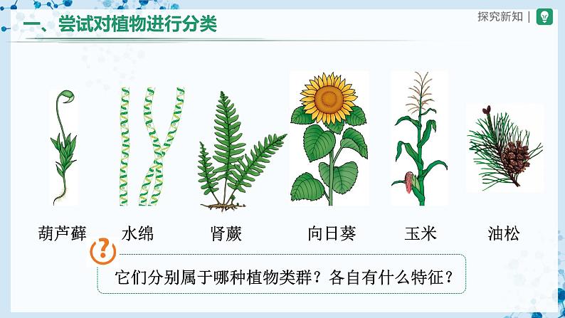 人教版八上生物  6.1.1 尝试对生物进行分类课件+教案+分层练习+学案05