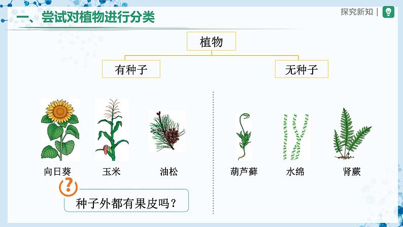 人教版八上生物  6.1.1 尝试对生物进行分类课件+教案+分层练习+学案07