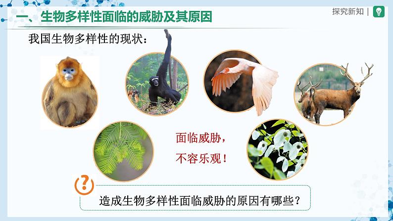 人教版八上生物  6.3 保护生物的多样性课件+教案+分层练习+学案08