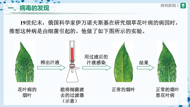 5.5 病毒（教学课件） 第3页