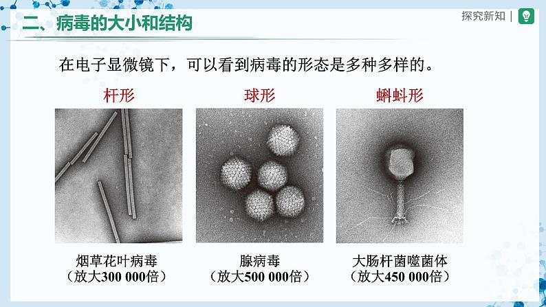 5.5 病毒（教学课件） 第5页