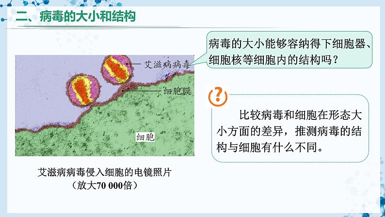 5.5 病毒（教学课件） 第6页