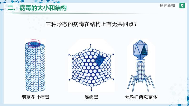 5.5 病毒（教学课件） 第7页