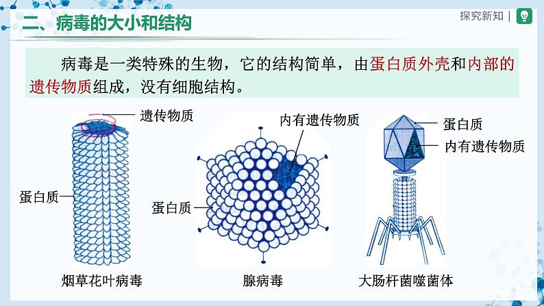 5.5 病毒（教学课件） 第8页