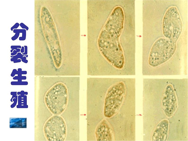 苏教版生物八年级下册 第二十一章 第一节 生物的无性生殖_-课件第8页