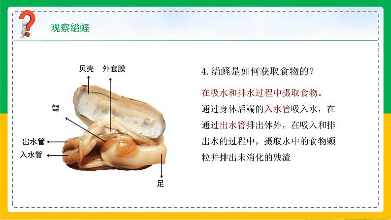 5.1.3+软体动物和节肢动物（同步课件+同步练习）-2023-2024学年八年级生物上册同步精品课堂（人教版）07