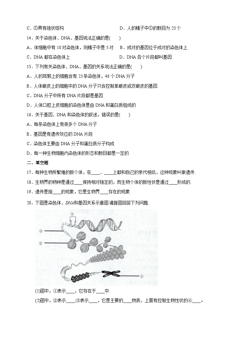 22.1 生物的遗传-苏科版八年级下册生物同步精品练习（含答案解析）03