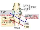 第九章++动物的运动和行为++复习课件-2023-2024学年京改版生物八年级上册