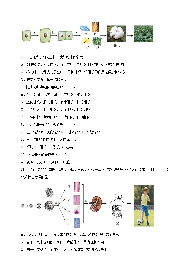 2023-2024学年苏科版七年级生物下册第9章《生物体有相似的结构层次》检测卷（含答案解析）02