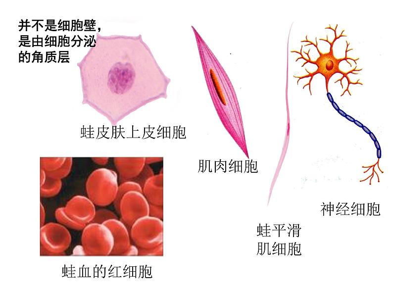 2.1.3动物细胞课件2023--2024学年人教版生物七年级上册第2页