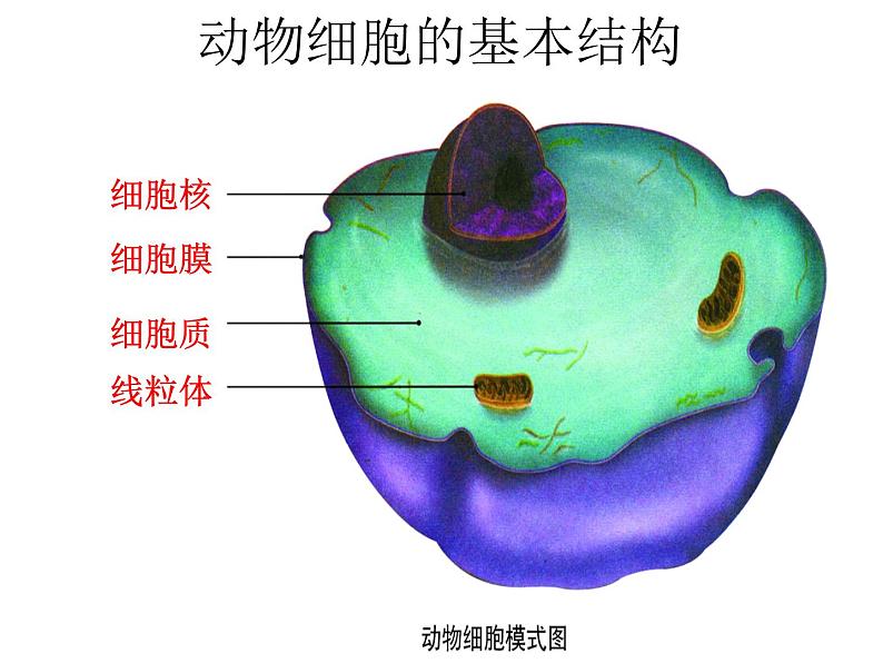 2.1.3动物细胞课件2023--2024学年人教版生物七年级上册第3页