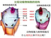2.1.3动物细胞课件2023--2024学年人教版生物七年级上册