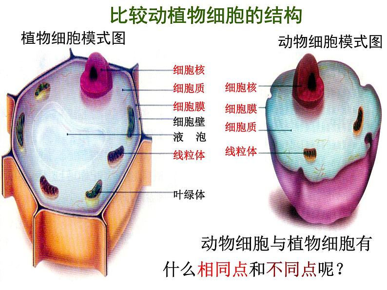 2.1.3动物细胞课件2023--2024学年人教版生物七年级上册第4页