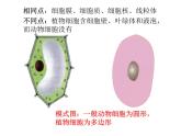 2.1.3动物细胞课件2023--2024学年人教版生物七年级上册