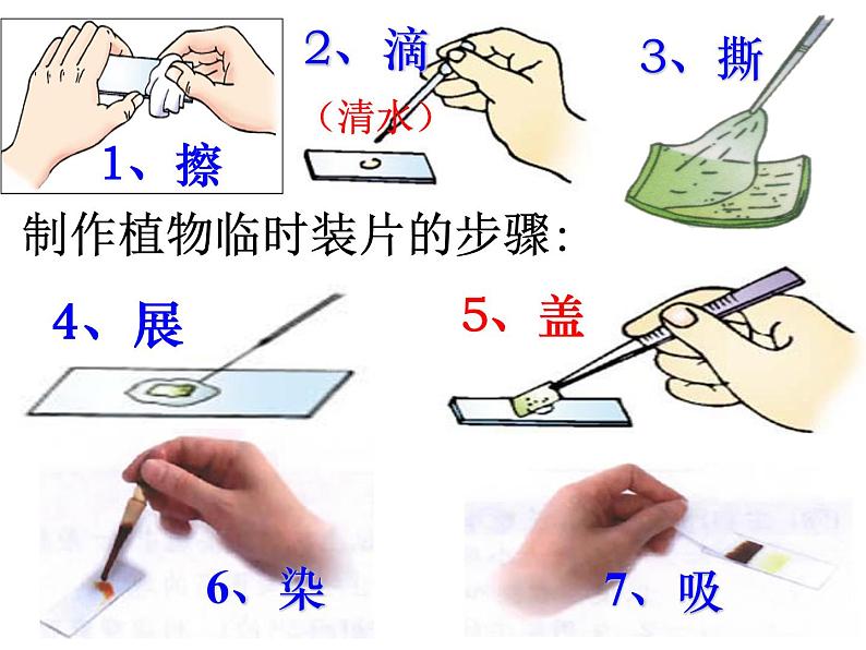 2.1.3动物细胞课件2023--2024学年人教版生物七年级上册第7页