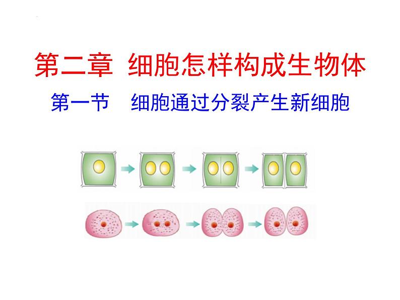 2.2.1细胞通过分裂产生新细胞课件2023--2024学年人教版生物七年级上册01