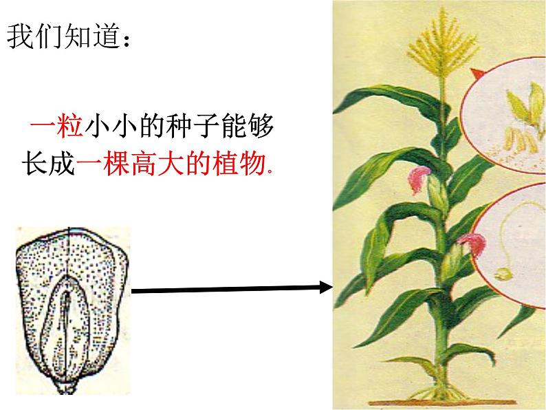 2.2.1细胞通过分裂产生新细胞课件2023--2024学年人教版生物七年级上册02