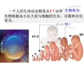 2.2.1细胞通过分裂产生新细胞课件2023--2024学年人教版生物七年级上册