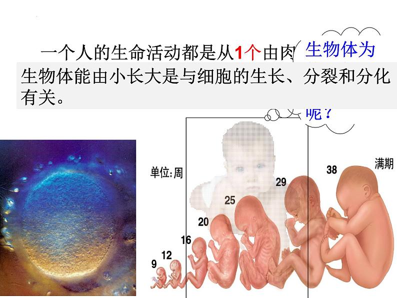 2.2.1细胞通过分裂产生新细胞课件2023--2024学年人教版生物七年级上册03