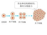 2.2.2动物体的结构层次课件2023--2024学年人教版生物七年级上册