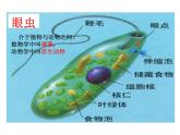 2.2.4单细胞生物课件2023--2024学年人教版生物七年级上册