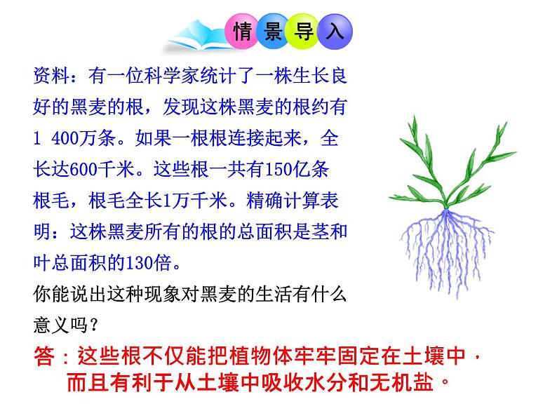 3.2.2植株的生长课件2023--2024学年人教版生物七年级上册第2页