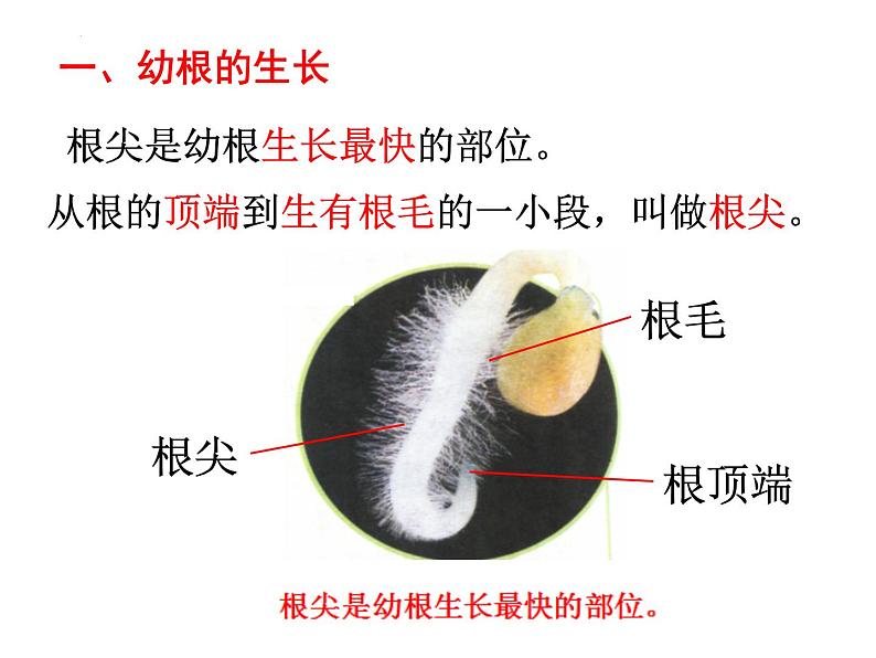 3.2.2植株的生长课件2023--2024学年人教版生物七年级上册第4页